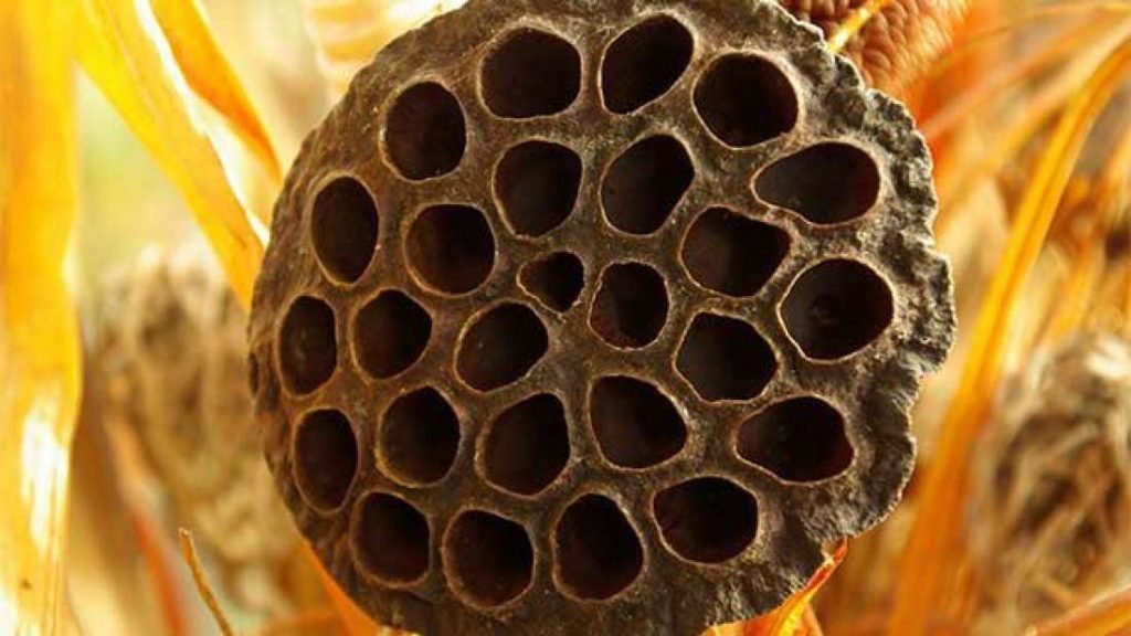 lubang-lubang kecil trypophobia