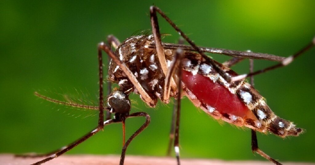 Penyakit Chikungunya