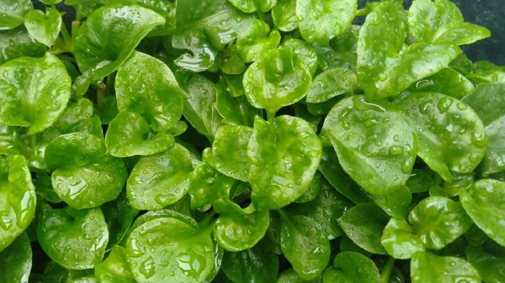 khasiat bayam brazil