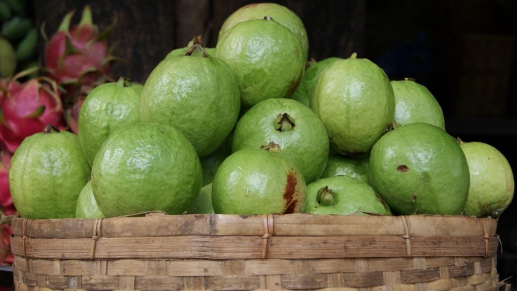 khasiat buah jambu batu