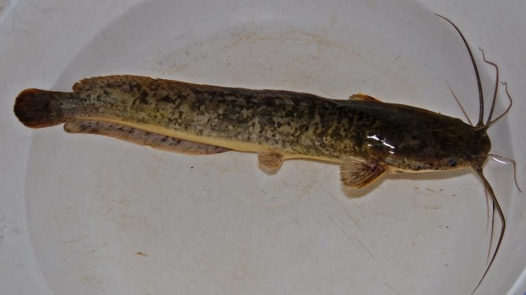 ikan