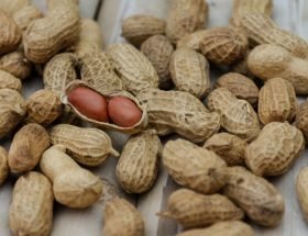 khasiat kacang tanah