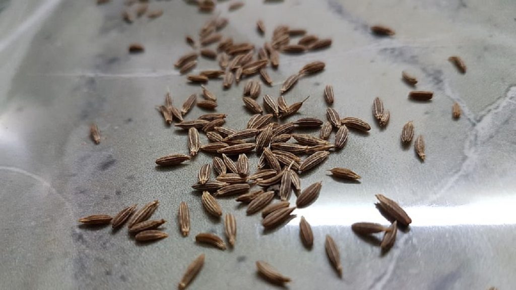 khasiat jintan manis