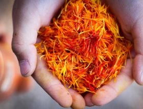 khasiat saffron